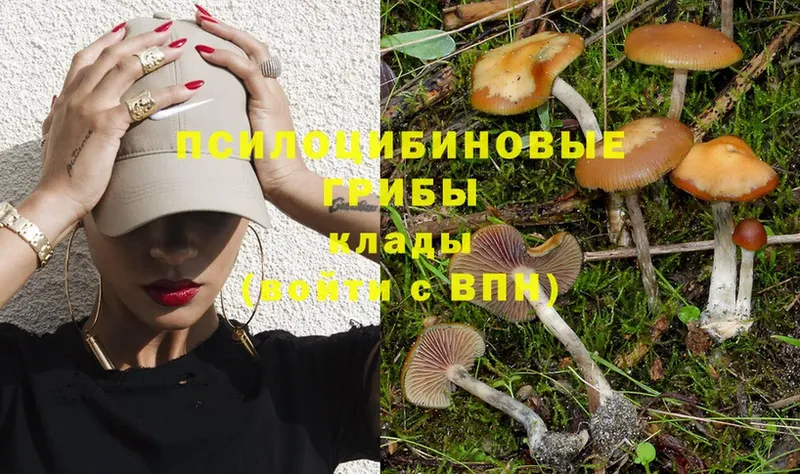 Псилоцибиновые грибы Psilocybe  Нижнеудинск 